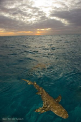 Sharky Sunset by Becky Kagan 